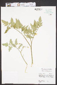 Solanum lycopersicum image