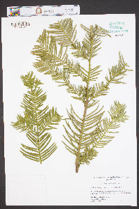 Cephalotaxus fortunei image