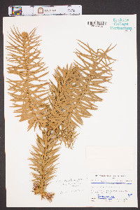 Cunninghamia lanceolata image