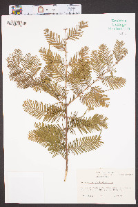 Metasequoia glyptostroboides image