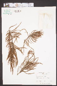 Taxodium ascendens image