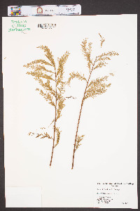 Taxodium ascendens image