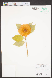 Camellia japonica image