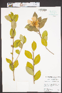Camellia sasanqua image
