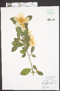 Camellia sasanqua image