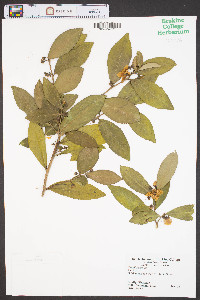Camellia sinensis image