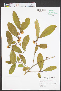 Camellia sinensis image