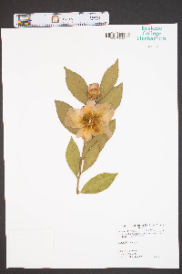 Camellia sasanqua image