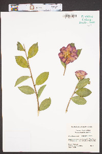 Camellia sasanqua image
