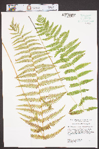 Macrothelypteris torresiana image