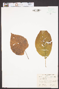 Tilia heterophylla image