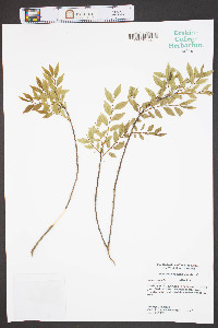Ulmus parvifolia image
