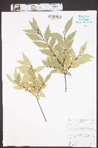 Ulmus parvifolia image