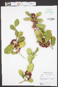 Ilex cornuta image