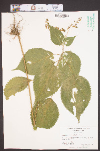 Laportea canadensis image
