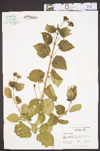 Lantana camara image