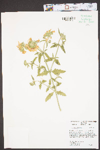 Lantana camara image