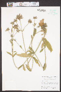 Verbena bonariensis image