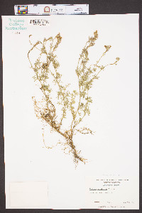 Glandularia pulchella image