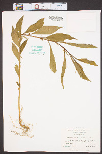 Cubelium concolor image