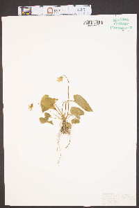 Viola affinis image