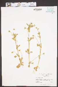 Viola arvensis image