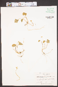 Viola macloskeyi image