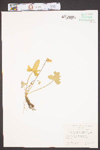 Viola palmata var. triloba image