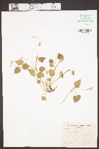 Viola rostrata image