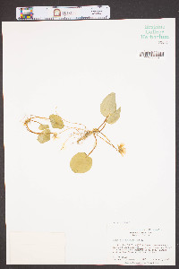 Viola rotundifolia image