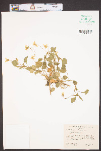 Viola striata image