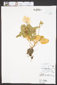 Viola x wittrockiana image