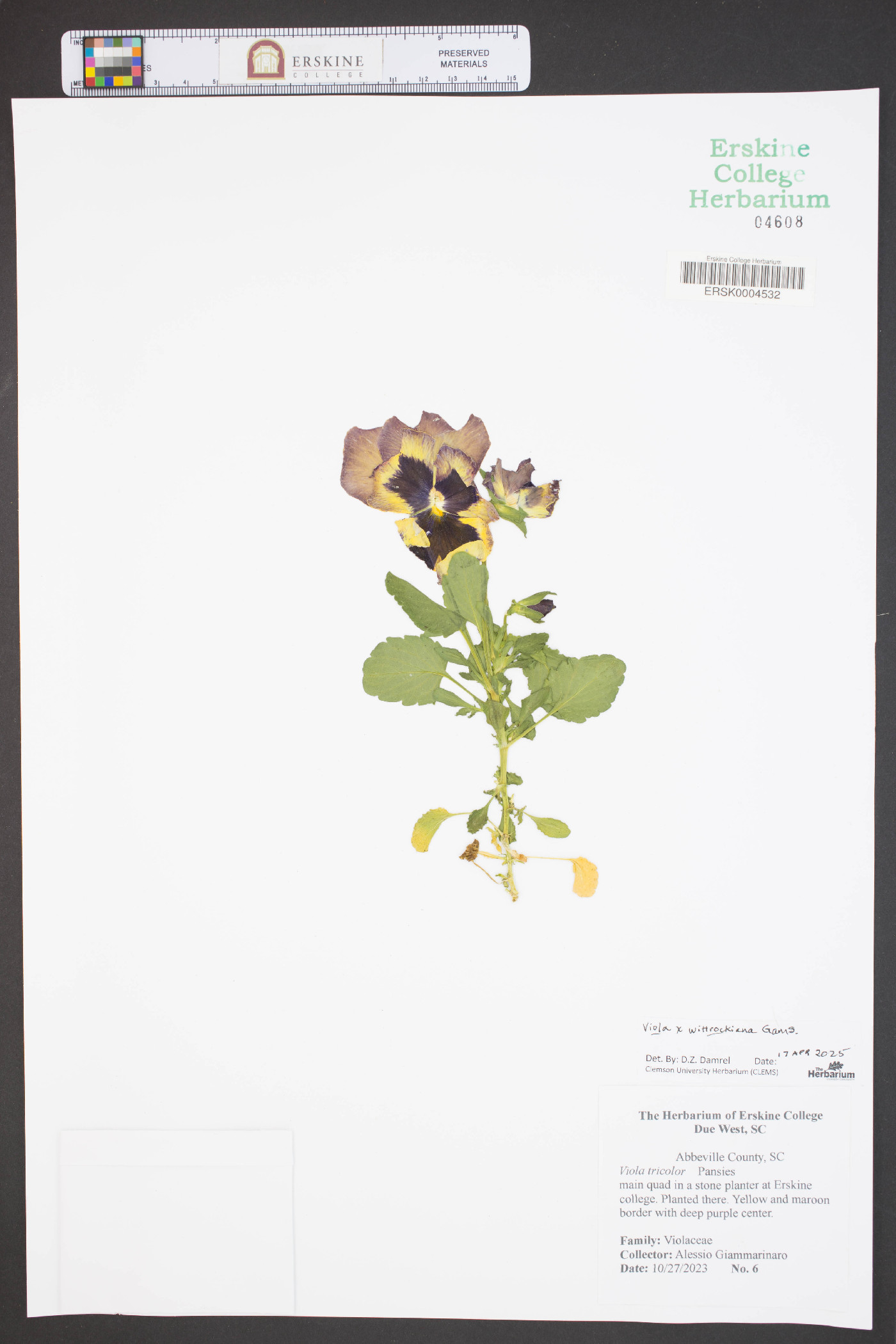 Viola x wittrockiana image