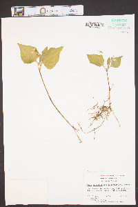 Viola tripartita image