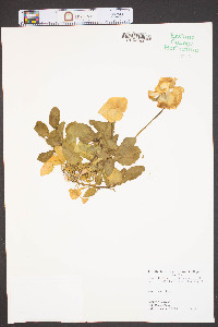 Viola x wittrockiana image