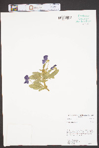 Viola x wittrockiana image