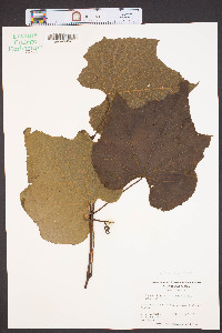 Vitis aestivalis var. argentifolia image
