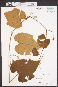 Vitis labrusca image