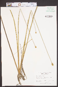 Xyris smalliana image