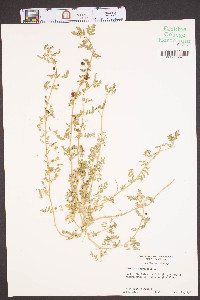 Tribulus terrestris image