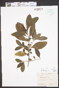 Justicia spicigera image