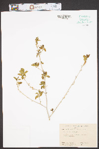 Ruellia californica image