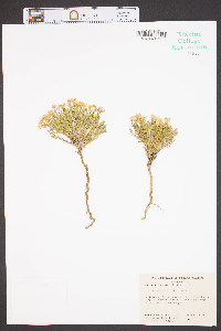 Xanthisma grindelioides image
