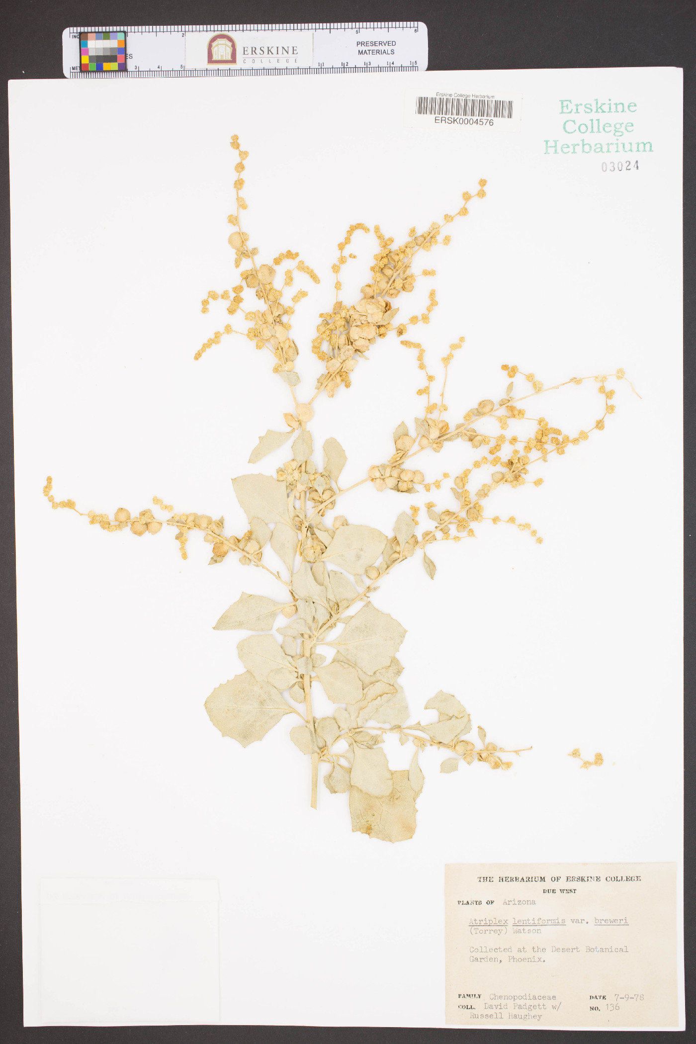 Atriplex lentiformis var. breweri image