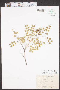 Coulteria pumila image