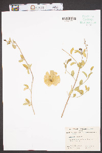 Callaeum macropterum image