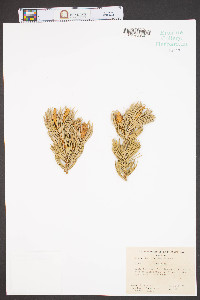 Pinus edulis image