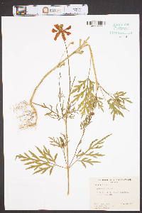 Cosmos sulphureus image