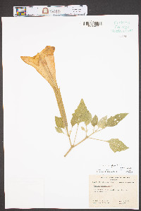 Datura wrightii image