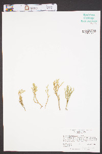 Selaginella tortipila image
